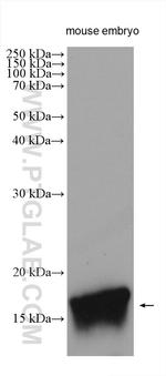 Midkine Antibody in Western Blot (WB)