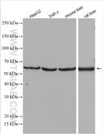 Alpha-2-antiplasmin Antibody in Western Blot (WB)