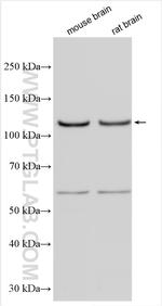 GRIK5 Antibody in Western Blot (WB)
