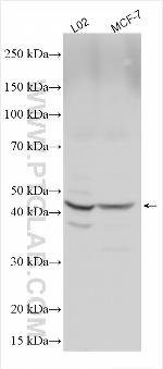 SP6 Antibody in Western Blot (WB)