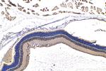 MYO3A Antibody in Immunohistochemistry (Paraffin) (IHC (P))