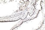 HCFC1 Antibody in Immunohistochemistry (Paraffin) (IHC (P))