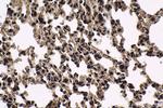 HCFC1 Antibody in Immunohistochemistry (Paraffin) (IHC (P))