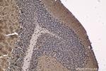 HCFC1 Antibody in Immunohistochemistry (Paraffin) (IHC (P))