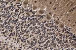 HCFC1 Antibody in Immunohistochemistry (Paraffin) (IHC (P))