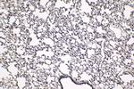 HCFC1 Antibody in Immunohistochemistry (Paraffin) (IHC (P))