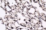 HCFC1 Antibody in Immunohistochemistry (Paraffin) (IHC (P))