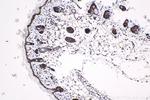 HCFC1 Antibody in Immunohistochemistry (Paraffin) (IHC (P))