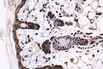 HCFC1 Antibody in Immunohistochemistry (Paraffin) (IHC (P))