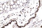 HCFC1 Antibody in Immunohistochemistry (Paraffin) (IHC (P))
