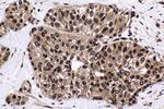 HCFC1 Antibody in Immunohistochemistry (Paraffin) (IHC (P))