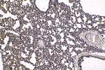 HCFC1 Antibody in Immunohistochemistry (Paraffin) (IHC (P))
