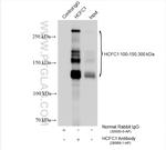 HCFC1 Antibody in Immunoprecipitation (IP)