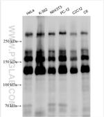 HCFC1 Antibody in Western Blot (WB)