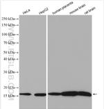 PDE6D Antibody in Western Blot (WB)