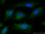 TRIM59 Antibody in Immunocytochemistry (ICC/IF)