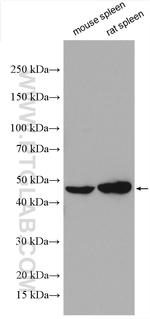 TRIM59 Antibody in Western Blot (WB)