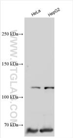 POLQ Antibody in Western Blot (WB)