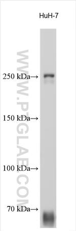 POLQ Antibody in Western Blot (WB)