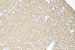 TMEM200C Antibody in Immunohistochemistry (Paraffin) (IHC (P))