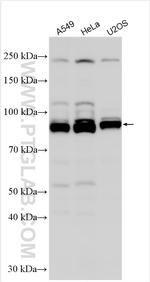 OATL1 Antibody in Western Blot (WB)