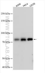 OATL1 Antibody in Western Blot (WB)