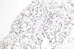 LPL Antibody in Immunohistochemistry (Paraffin) (IHC (P))