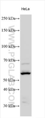 LPL Antibody in Western Blot (WB)