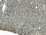 ZBTB8OS Antibody in Immunohistochemistry (Paraffin) (IHC (P))