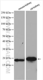 ZBTB8OS Antibody in Western Blot (WB)