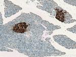 Ins1 Antibody in Immunohistochemistry (Paraffin) (IHC (P))