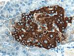 Ins1 Antibody in Immunohistochemistry (Paraffin) (IHC (P))