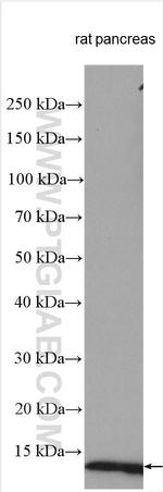 Ins1 Antibody in Western Blot (WB)