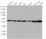 WNT16 Antibody in Western Blot (WB)
