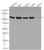 CDC2L1 Antibody in Western Blot (WB)