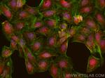 KLHL32 Antibody in Immunocytochemistry (ICC/IF)
