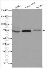 TLE2 Antibody in Western Blot (WB)