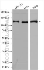 XPO5 Antibody in Western Blot (WB)
