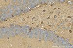SLC38A1 Antibody in Immunohistochemistry (Paraffin) (IHC (P))