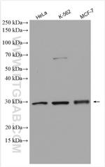 PACT Antibody in Western Blot (WB)
