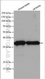 PACT Antibody in Western Blot (WB)