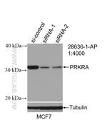 PACT Antibody in Western Blot (WB)
