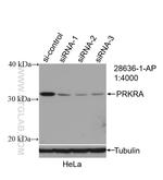 PACT Antibody in Western Blot (WB)