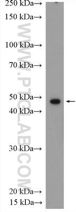 ORAI1 Antibody in Western Blot (WB)