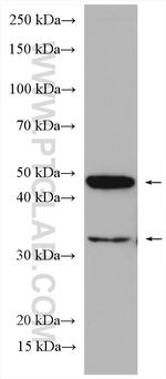 ORAI1 Antibody in Western Blot (WB)