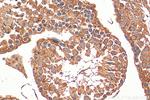 C15orf55 Antibody in Immunohistochemistry (Paraffin) (IHC (P))