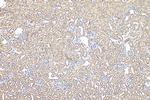 VPS33B Antibody in Immunohistochemistry (Paraffin) (IHC (P))