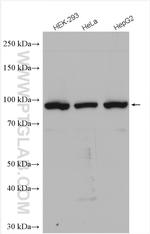SEC63 Antibody in Western Blot (WB)