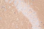 Synaptotagmin-3 Antibody in Immunohistochemistry (Paraffin) (IHC (P))