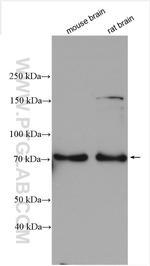 Synaptotagmin-3 Antibody in Western Blot (WB)